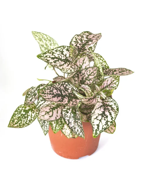 Hypoestes Plant Voor Witte Achtergrond — Stockfoto