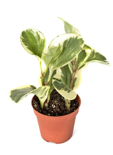 Peperomia Obtusifolia Vaso Planta Frente Fundo Branco — Fotografia de Stock