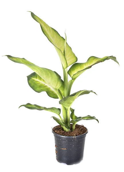 Planta Dieffenbachia Frente Fundo Branco — Fotografia de Stock