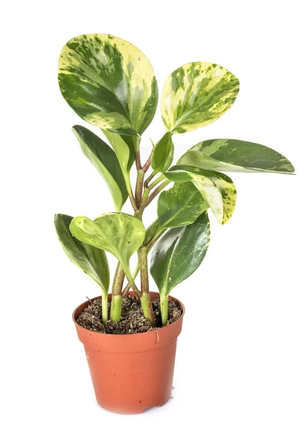 Pianta Peperomia Obtusifolia Davanti Allo Sfondo Bianco — Foto Stock