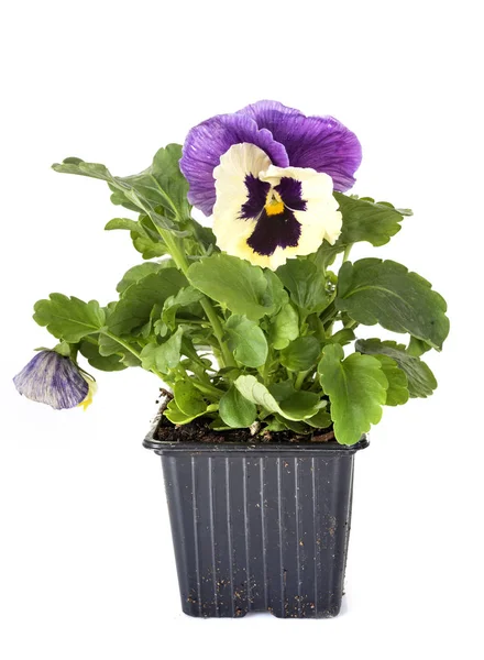 Planta Viola Frente Fundo Branco — Fotografia de Stock