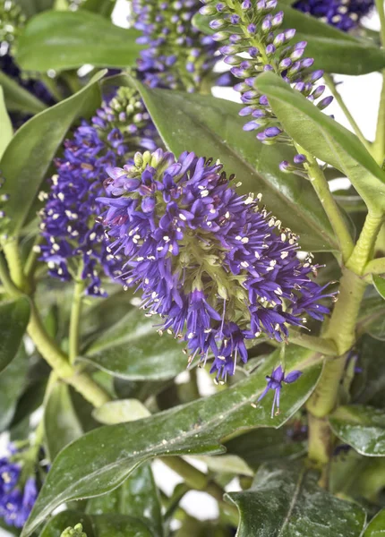 Planta Hebe Frente Fundo Branco — Fotografia de Stock