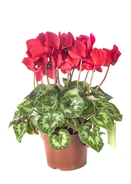 Cyclamen Plante Face Fond Blanc — Photo