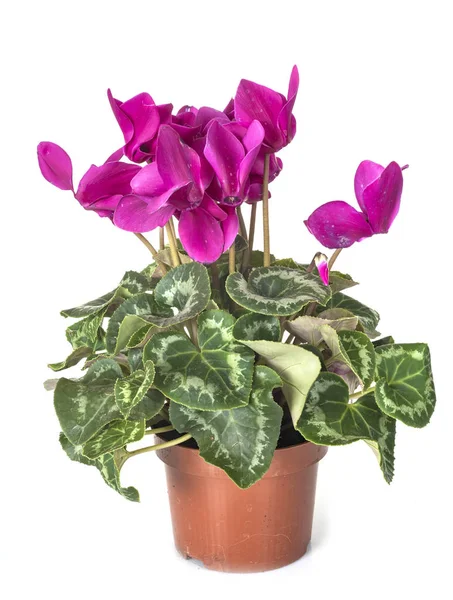 Cyclamen Rostlina Před Bílým Pozadím — Stock fotografie