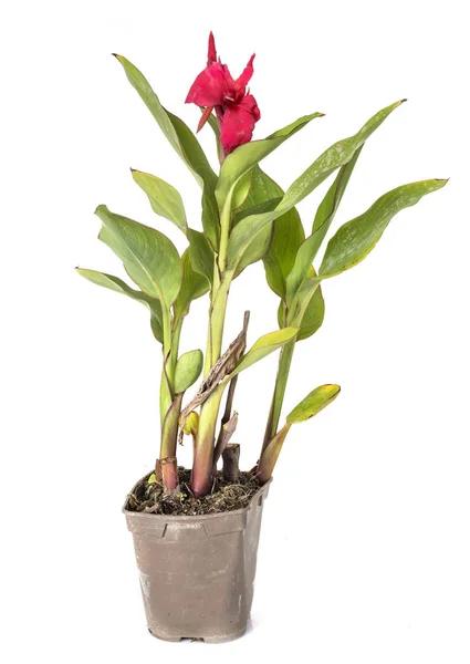 Canna Indica Planta Frente Fondo Blanco — Foto de Stock