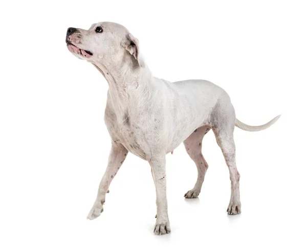 Argentinian Dog Front White Background — Stock Photo, Image