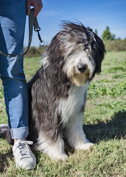 Bearded Collie Training Obedience — Stock Photo, Image
