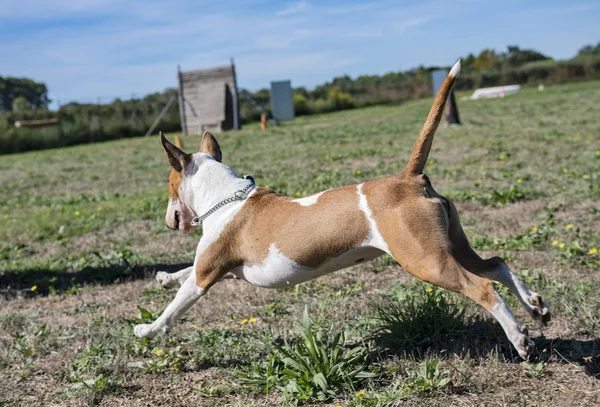 Bull Terrier Una Formazione Obbedienza — Foto Stock