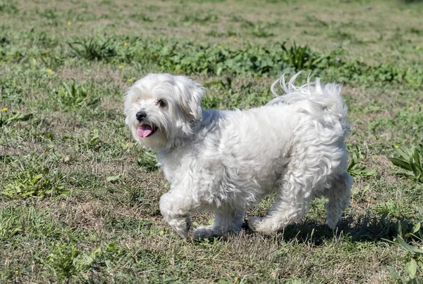 Maltański Pies Szkolenie Posłuszeństwa — Zdjęcie stockowe
