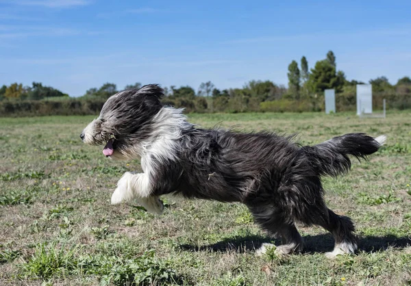 Bärtiger Collie Gehorsamstraining — Stockfoto