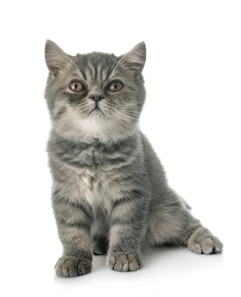 Exotic Gattino Shorthair Fronte Sfondo Bianco — Foto Stock