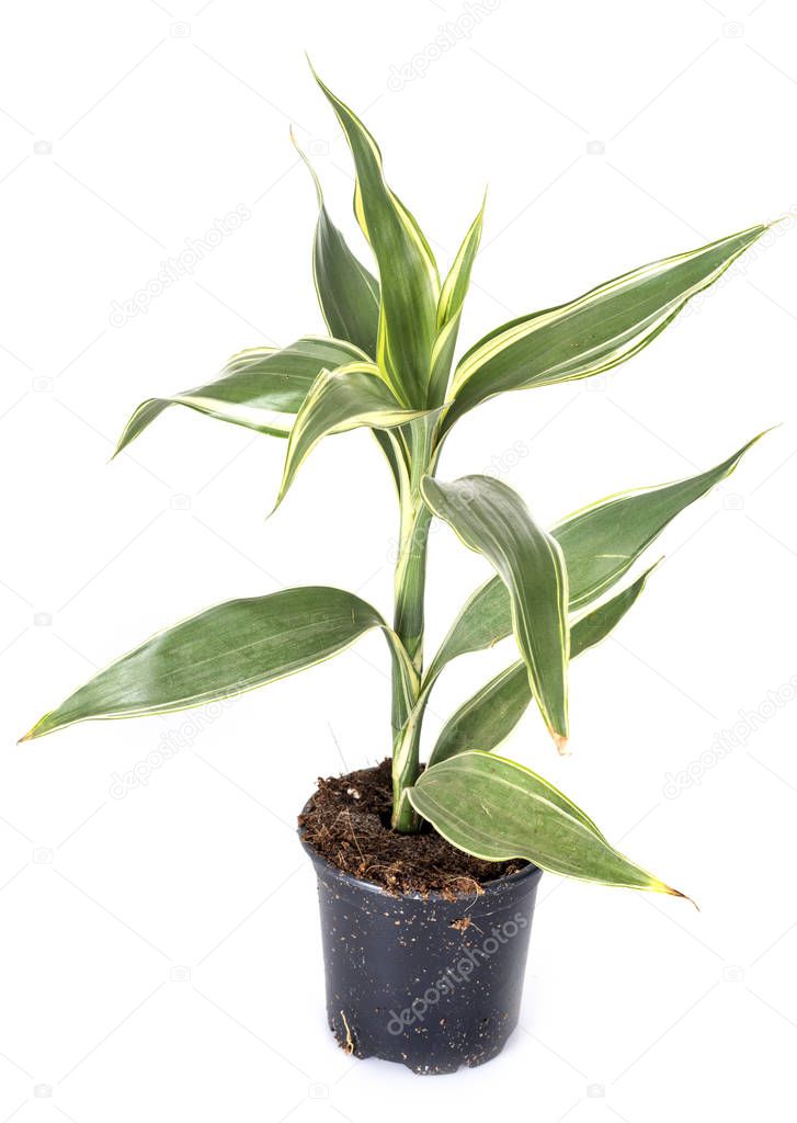 dracaena sanderania potted plant in front of white background
