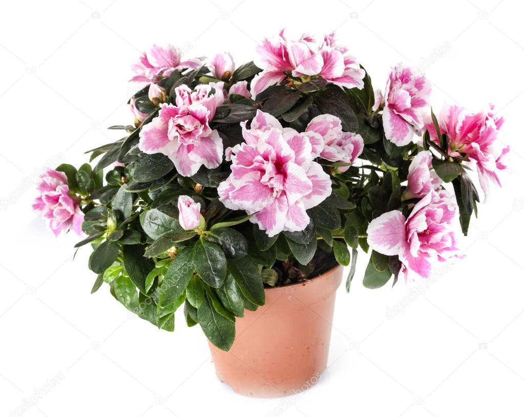 Rhododendron plant in front of white background