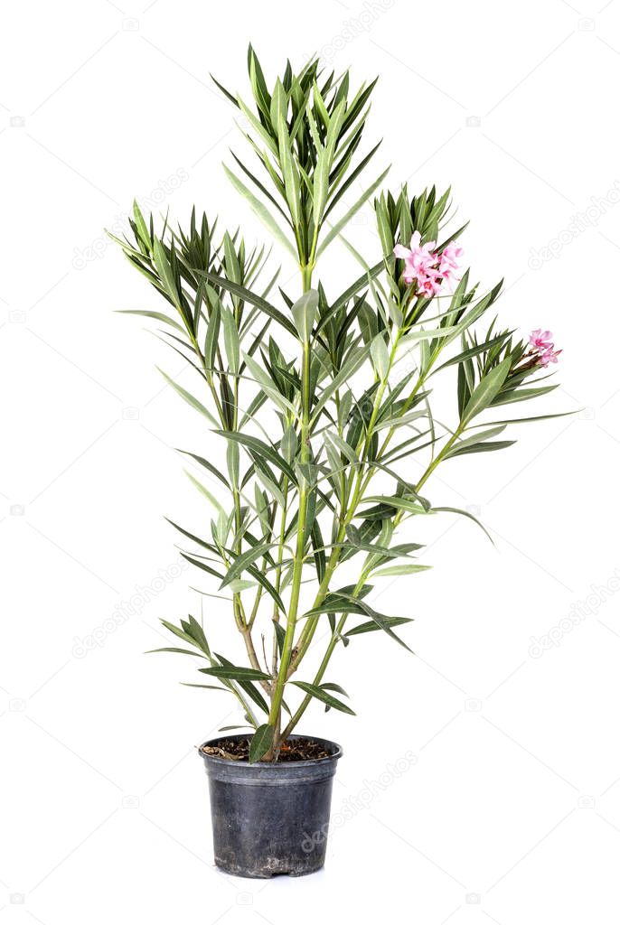 Nerium oleander plant in front of white background