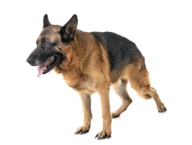 german shepherd in front of white background clipart