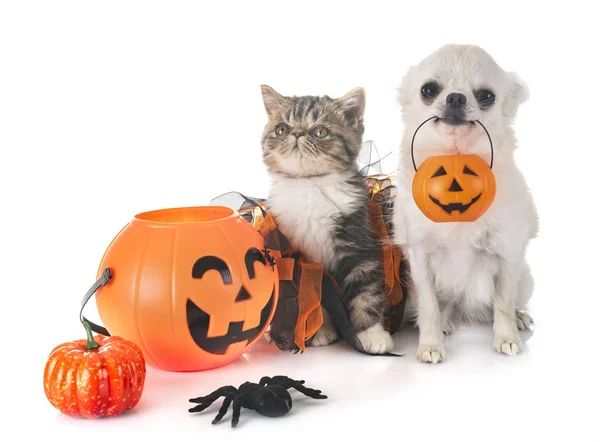 Gatito Exótico Taquigrafía Chihuahua Frente Fondo Blanco — Foto de Stock