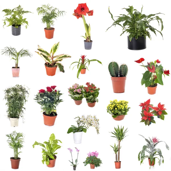 Group of house plants in front of white background — Stock Image Group House Plants Front White Background Stock Image