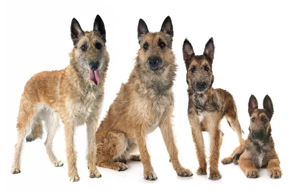 Family Belgian Shepherd Laekenois Front White Background — Stock Photo, Image