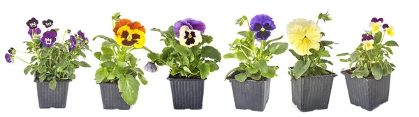 Plantas Viola Frente Fundo Branco — Fotografia de Stock