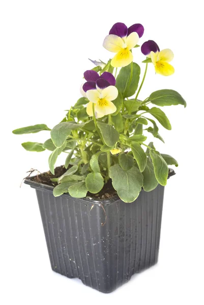 Viola Plant Front White Background — Stock Photo, Image