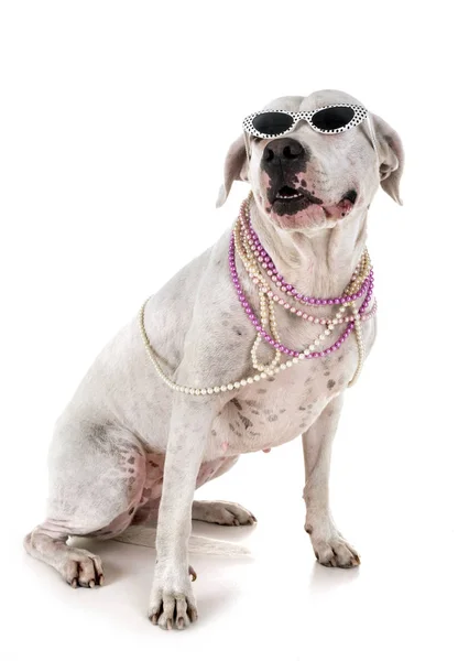 Argentin Dog Fehér Háttér Előtt — Stock Fotó