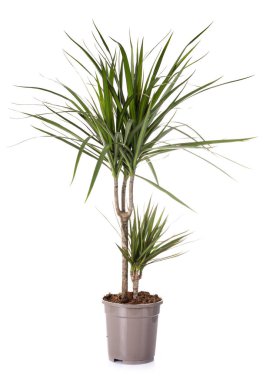 Dracaena bitki beyaz arka plan önünde