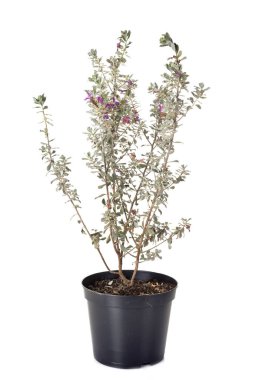 Leucophyllum frutescens beyaz arka plan önünde bitki saksı