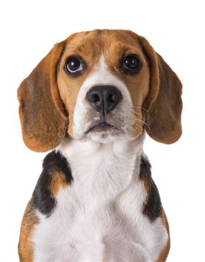 Beyaz arka planda av köpeği