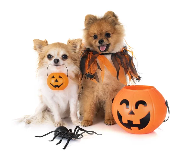 Valp Pomeranian Chihuahua Och Halloween Framför Vit Bakgrund — Stockfoto