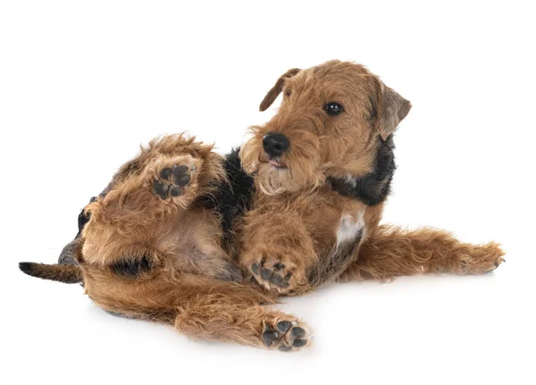 Wal Terrier Vor Weißem Hintergrund — Stockfoto