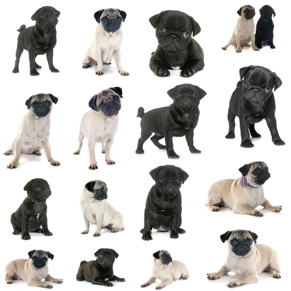 Grupo Pugs Frente Fundo Branco — Fotografia de Stock