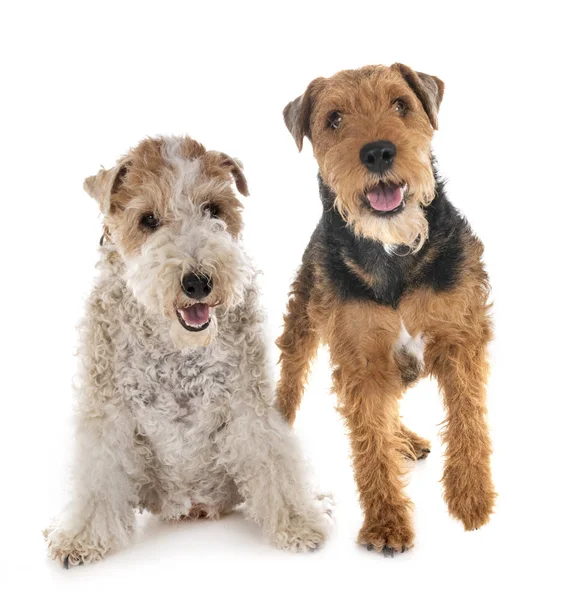 Fox Terrier Welsh Terrier Front White Background — Stock Photo, Image