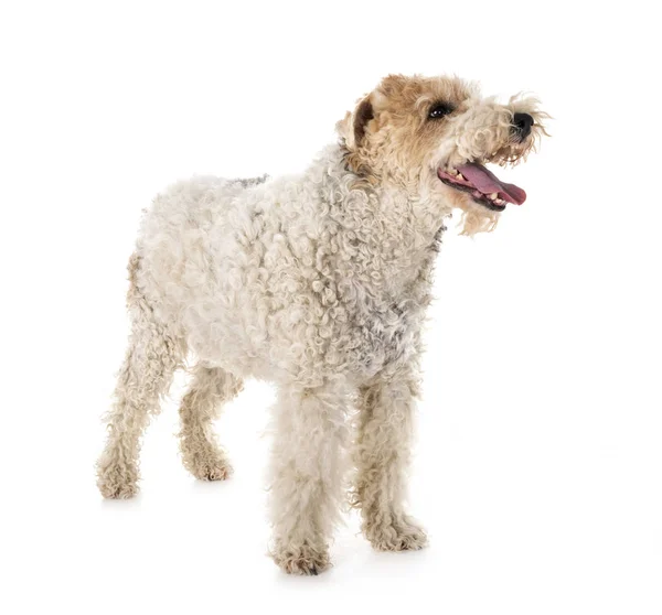 Fox Terrier Frente Fundo Branco — Fotografia de Stock