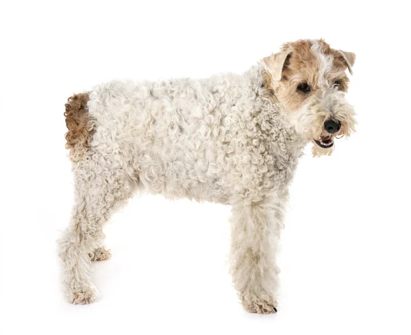 Fox Terrier Front White Background — Stock Photo, Image