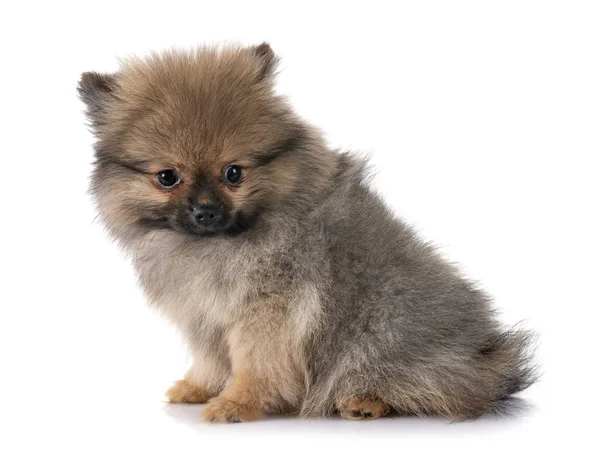 Jovem Pomeranian Frente Fundo Branco — Fotografia de Stock