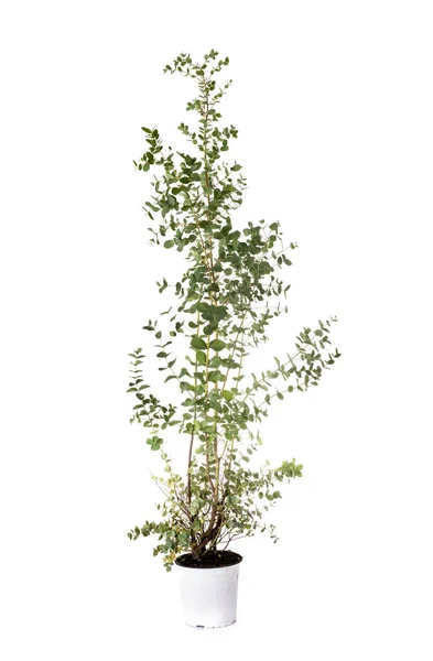 Eucalyptisch Ingegoten Plant Voor Witte Achtergrond — Stockfoto