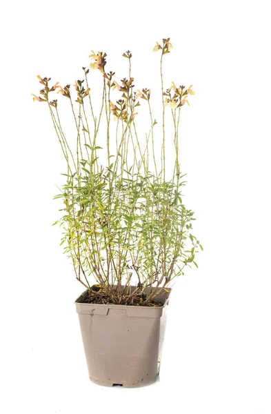 Salvia Greggii Vaso Planta Frente Fundo Branco — Fotografia de Stock