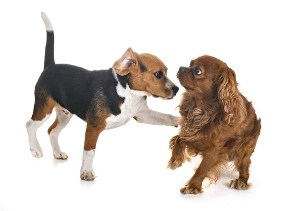 Beagle Hund Und Kavalierkönig Karl Vor Weißem Hintergrund — Stockfoto