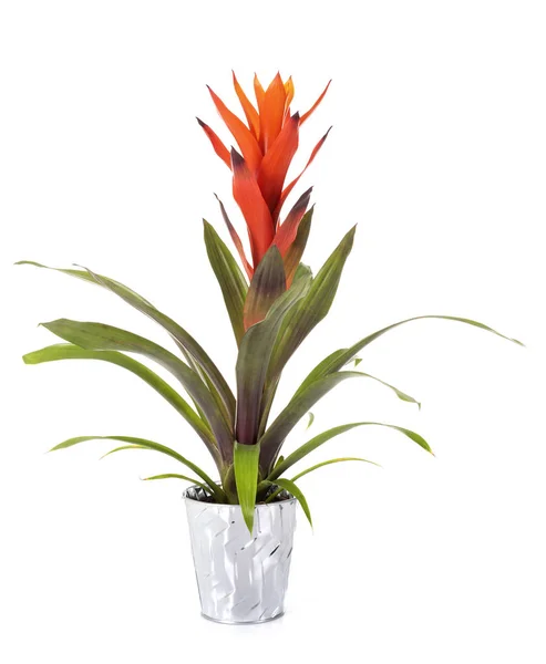 Bromelia Vaso Planta Frente Fundo Branco — Fotografia de Stock