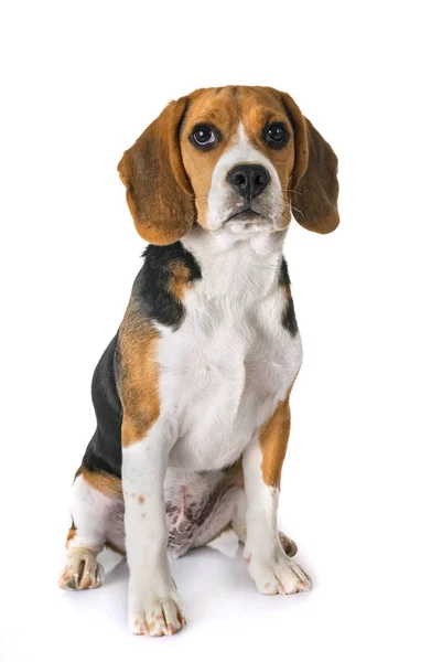 Beagle Hund Framför Vit Bakgrund — Stockfoto