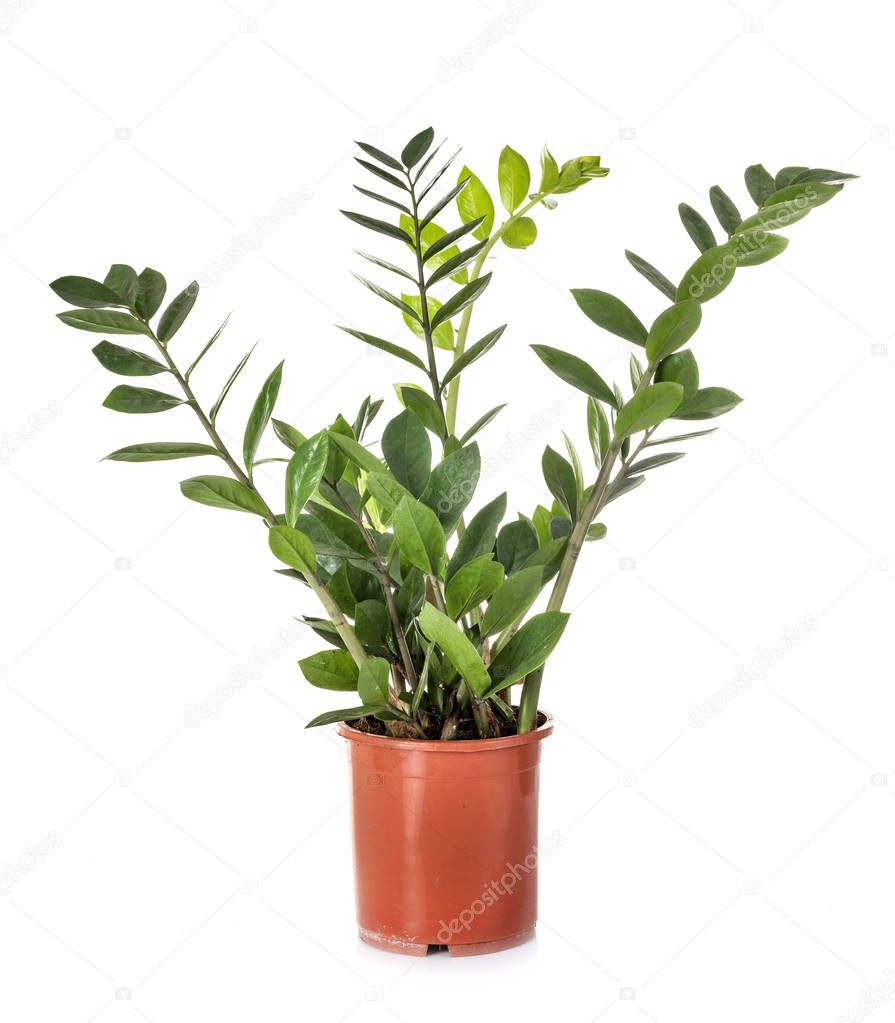 Zamioculcas potted plant in front of white background