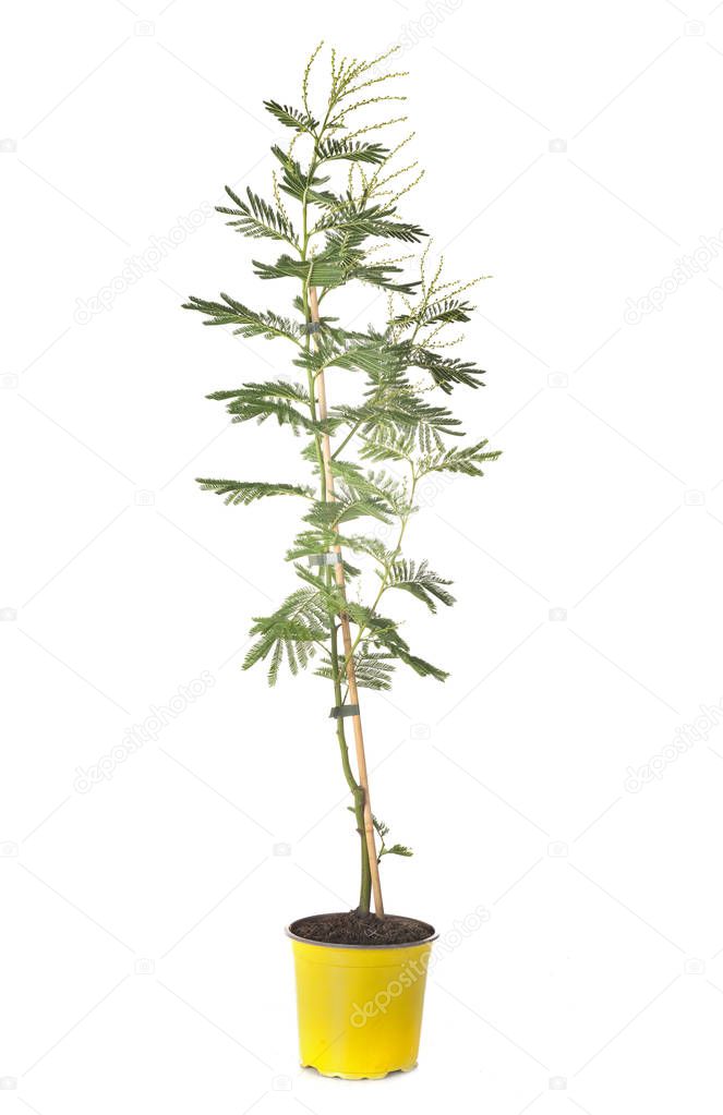 Acacia pycnantha potted plant in front of white background