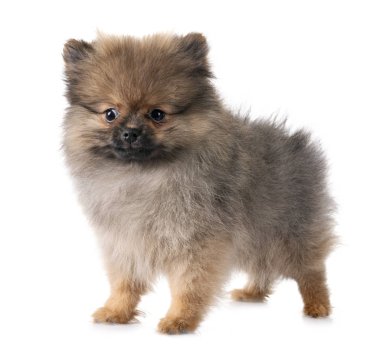 Beyaz arkaplan önünde genç pomeranian