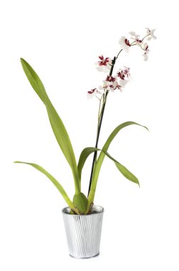 Beyaz arka plan önünde bitki Cymbidium orkide saksı