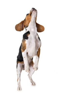 Beyaz arka planda av köpeği