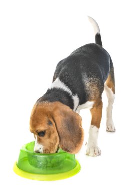 Beyaz arka planda yemek yiyen av köpeği.