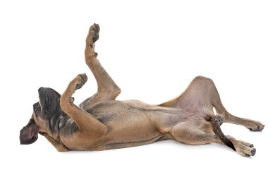 Beyaz arka planda köpek yavrusu İtalyan mastifi.