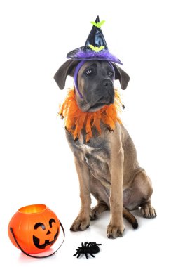 köpek yavrusu İtalyan mastiff ve beyaz arka plan önünde Cadılar Bayramı