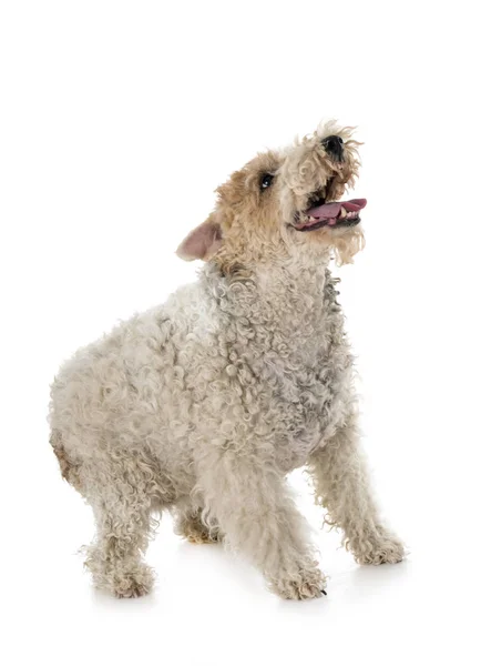 Fox Terrier Frente Fondo Blanco — Foto de Stock