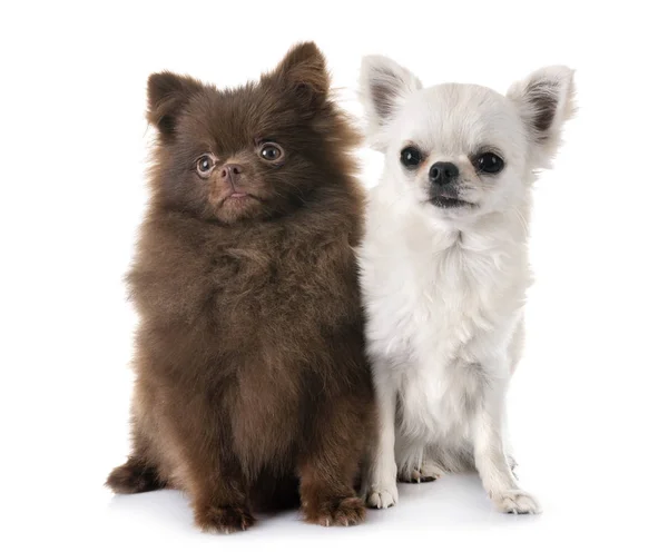 Genç Pomeranian Chihuahua Beyaz Arkaplan Önünde — Stok fotoğraf